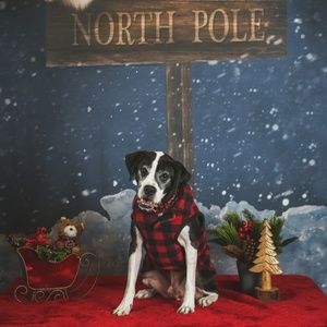 Meet your Posher, Sierra